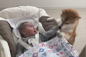 柴犬看见小主人不停地哭泣，竟然安慰起主人来了，狗狗举动暖心