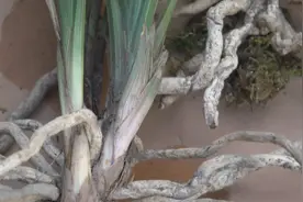 兰花根系受损，修剪再用1灰涂抹，愈合作用强，还杀菌消毒视频封面