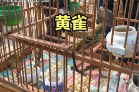 小县城的鸟市，黄雀基本都是20块，看看就得了视频封面