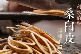 中药炮制 蜜糠炙桑白皮 润肺止咳