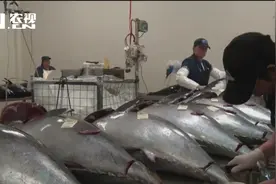 从澳洲到广东八千多公里的路程，进口金枪鱼是如何保持新鲜的？视频封面