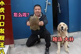 小虎家门口莫名出现一只大王八，足有五斤多重，金毛直呼炖汤大补视频封面