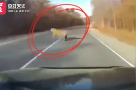 险些撞虎！吉林一男子驾车遇东北虎突然窜出 虎没事人给吓着了！视频封面