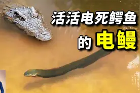 860伏电击，活活电死鳄鱼！亚马逊之王电鳗，远比你想的更离谱！视频封面