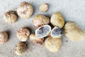 小伙采到100多元一斤的野生蘑菇（灰包菌、马屁包），你吃过吗？