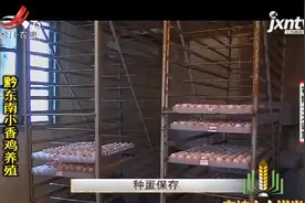 黔东南小香鸡养殖，一般采用人工授精配种，三天后就能产蛋