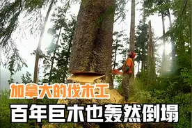加拿大的致富天才伐木工，月薪达50000元，伐木水上拖运大开眼界视频封面