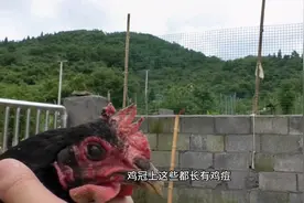 这三种药不仅专治鸡痘，还能防止鸡痘再次复发，夏秋季养鸡必备