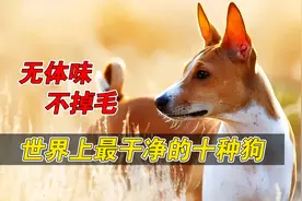 十种最爱干净的狗，不掉毛没体味，最后一种还会像猫咪一样洗脸视频封面