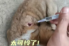 狗子身上有贯穿伤口，已经发炎生蛆虫，太可怜了！