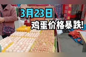 陕西鸡蛋价格暴跌!降到冰点，看3月23日多少钱一斤?听了大吃一惊!视频封面