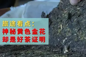 旅途看点︱广西出产这种茶叶长满黄色斑点，是发霉还是另有玄机？视频封面