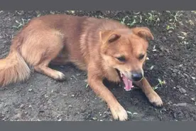 狗不养“五爪”，有狼趾不要选，看家护院不能行视频封面