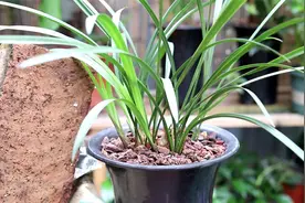 养兰花，没有火山石，可以用“砖块”代替吗？