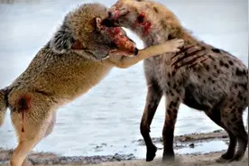 鬣狗vs狼-谁会赢？（对比）你不看到你永远不会相信！视频封面