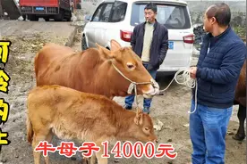 云南曲靖农村牛市，看看现在活牛什么价格？不称重直接估价