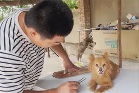 小狗的主人找到了，7月24号走丢的，名字叫妞妞14岁了视频封面