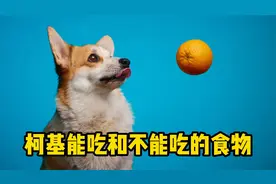 适合喂柯基和决不能喂柯基的食物！