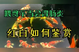 锦鲤鱼屁股上有拖便，怎么办？顺便再说一下红白锦鲤如何鉴赏？视频封面