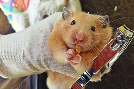 仓鼠牙齿长歪了，主人给可爱的仓鼠剪牙齿，能成功吗