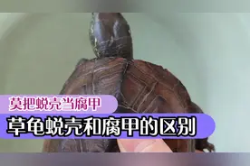 草龟脱壳是什么样子？草龟腐甲和蜕壳的区别，莫把乌龟褪甲当烂甲