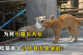 母猫对幼猫疼爱有加，为何小猫长大后，母猫就会讨厌甚至是驱赶？
