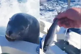 呆萌海狮搭上快艇蹭吃蹭喝 网友：等吃完再下船早就迷路了视频封面