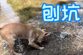 狗狗太开心好搞笑，既然刨完坑睡着了，一个坏念头在主人脑海闪过视频封面
