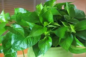 俗语说“一颗绿萝七个鬼”，那么绿萝养在家里到底好不好？视频封面