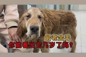 当最老金毛狗狗被抛弃，狗狗一个举动让所有养狗人陷入深思！视频封面