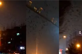 实拍：吉林松原夜空中乌鸦铺天盖地满天飞 边飞边叫 场面壮观视频封面