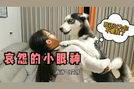 狗狗以为被主人抛弃了，当再次见到主人时竟大哭起来，场面失控！视频封面