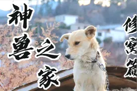 适逢雨季，我们中华神兽的窝破了，看我来给它修理一下。