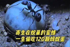 昆虫界的强盗：把卵生在蚁窝的蜜蜂，化蛹前偷吃蚁巢120颗蚂蚁卵