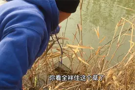 农村人用老鼠笼放饵料沉水塘里，收获罕见野生鱼，眼界大开视频封面