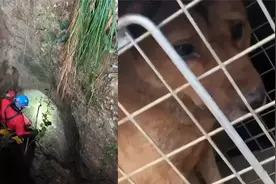 狗狗掉进50米深洞6年救援队14天救出：靠村民投喂活到现在