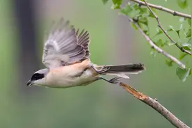 吃老鼠的小鸟，鸣禽中的小猛禽——棕背伯劳和红尾伯劳