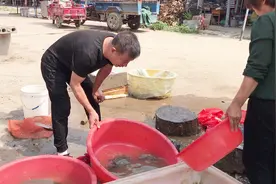 野生甲鱼多少钱一斤？和饲养甲鱼有什么区别？老板说出实话