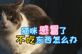 猫咪感冒了不吃东西怎么办