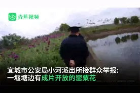 餐馆老板种植1400多株罂粟花-听说罂粟壳能“提鲜”视频封面