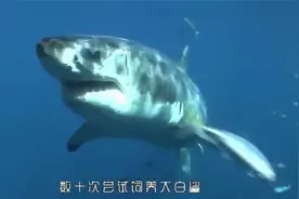 水族馆为啥不敢养大白鲨？老板实验后就后悔，这一点原因太致命了