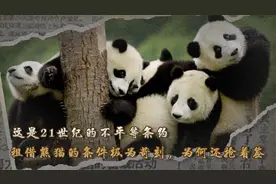 这是21世纪的不平等条约，租借熊猫的条件极为苛刻，为何还抢着签