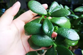 玉树叶片发软发蔫，与这3件事脱不了干系