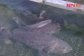 村民养的石斑鱼个个有50斤重，价格200元一斤，一条就要上万元！视频封面