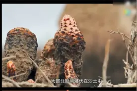 一分钟告诉你锁阳怎么吃