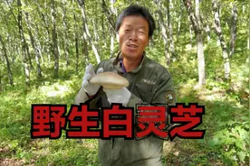 风倒的白桦树上长了6个白灵芝，和大馒头一样，老爸采回家要泡酒视频封面