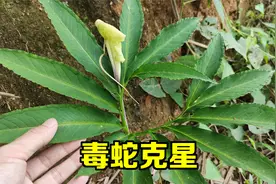 这植物叫天南星，我足足找了它三年，号称“毒蛇克星”，你见过吗