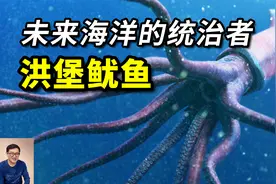 明明是热带物种，却能入侵阿拉斯加！未来海洋的统治者—洪堡鱿鱼视频封面