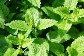 薄荷的一生｜现代农业种植和收获加工薄荷精油视频封面