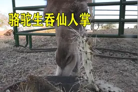 骆驼对战仙人掌，6厘米长的尖刺直接生吞，为何骆驼不怕扎嘴视频封面